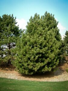 Сосна Чёрная (Pinus Nigra) купить по цене от 270.00р. в интернет-магазине «Посадика» с доставкой почтой в в Симе и по всей России – [изображение №1].