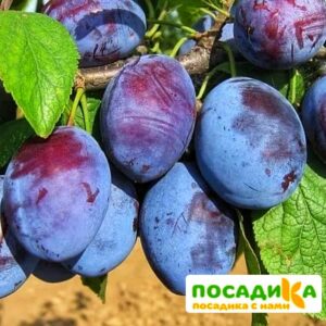 Слива Чачакская ранняя купить по цене от 229.00р. в интернет-магазине «Посадика» с доставкой почтой в в Симе и по всей России – [изображение №1].