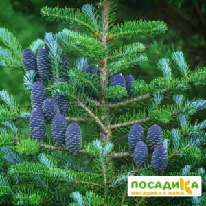 Пихта корейская (Abies koreana) купить по цене от 450.00р. в интернет-магазине «Посадика» с доставкой почтой в в Симе и по всей России – [изображение №1].