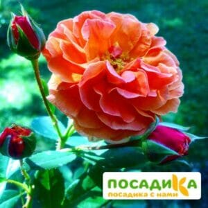 Роза Арабия купить по цене от 350.00р. в интернет-магазине «Посадика» с доставкой почтой в в Симе и по всей России – [изображение №1].