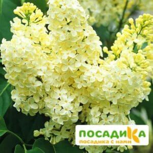 Сирень Примроуз (Primrose) купить по цене от 529.00р. в интернет-магазине «Посадика» с доставкой почтой в в Симе и по всей России – [изображение №1].