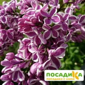 Сирень Сенсация купить по цене от 529.00р. в интернет-магазине «Посадика» с доставкой почтой в в Симе и по всей России – [изображение №1].