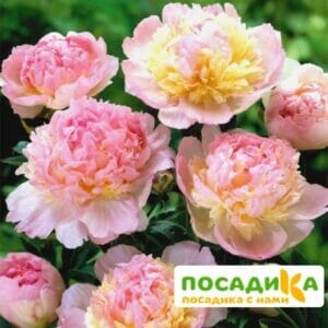 Пион Распберри Сандей (Paeonia Raspberry Sundae) купить по цене от 959р. в интернет-магазине «Посадика» с доставкой почтой в в Симе и по всей России – [изображение №1].