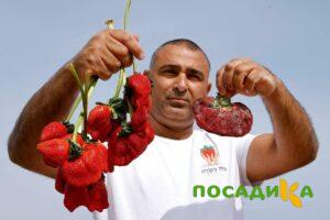 Клубника Гигант Джорнея купить по цене от 266р. в интернет-магазине «Посадика» с доставкой почтой в в Симе и по всей России – [изображение №1].