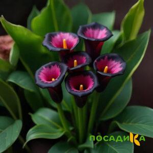 Калла Аура Лейс купить по цене от 400р. в интернет-магазине «Посадика» с доставкой почтой в в Симе и по всей России – [изображение №1].