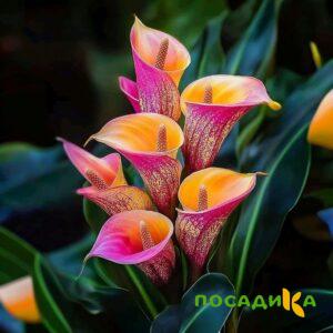 Калла Оникс купить по цене от 450р. в интернет-магазине «Посадика» с доставкой почтой в в Симе и по всей России – [изображение №1].