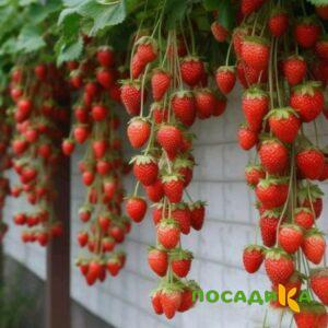 Клубника вьющаяся Комплимент купить по цене от 470р. в интернет-магазине «Посадика» с доставкой почтой в в Симе и по всей России – [изображение №1].