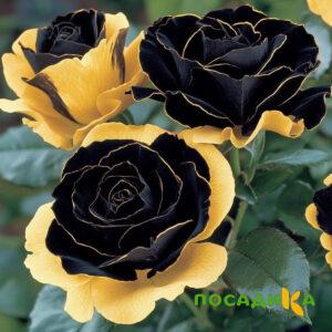 Роза Ханни Сикл купить по цене от 700р. в интернет-магазине «Посадика» с доставкой почтой в в Симе и по всей России – [изображение №1].