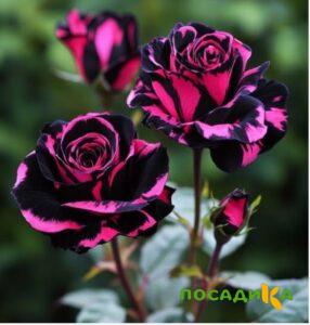 Роза Багровый Шепот купить по цене от 366р. в интернет-магазине «Посадика» с доставкой почтой в в Симе и по всей России – [изображение №1].