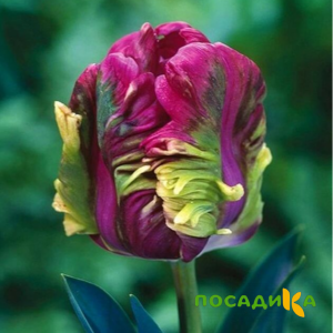 Тюльпан Экзотик Хэвен купить по цене от 186р. в интернет-магазине «Посадика» с доставкой почтой в в Симе и по всей России – [изображение №1].
